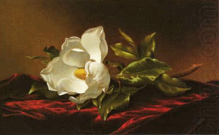 Magnolia f, Martin Johnson Heade